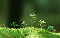 美しい環境を取り戻しましょう